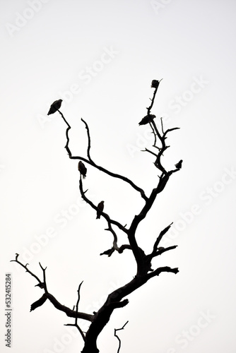 NEW DELHI  INDIA - October 5  2020  Silhouettes of a bird flock on a tree