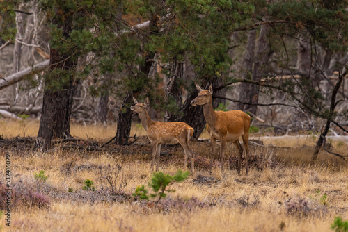 Red Deer  Deer. Mammals