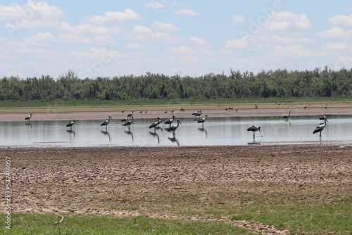 Garza americana