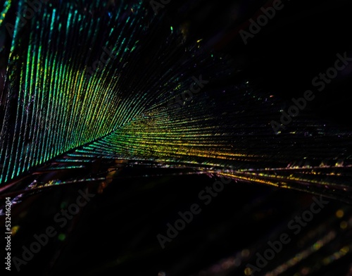 Beautiful dark green feather texture abstract background. Green feather macro. Bird feather. Beautiful feather. Dark background.  photo