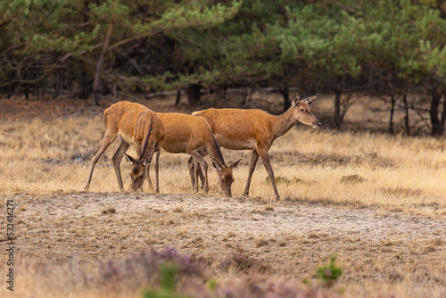 Red Deer  Deer. Mammals