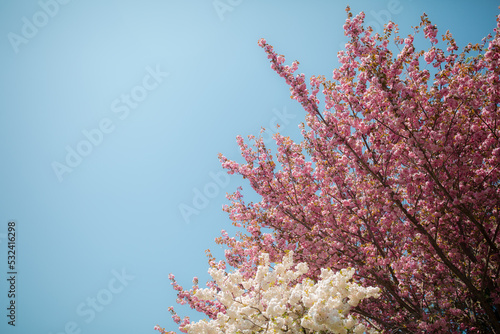 a cherry blossom tree in spring