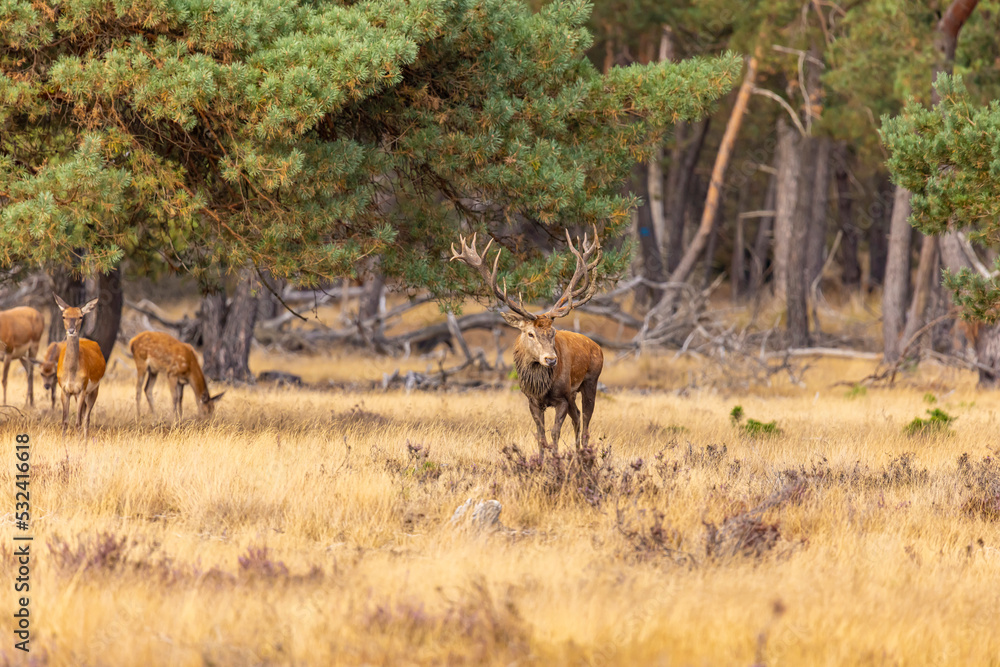 Fototapeta premium Red Deer, Deer. Mammals