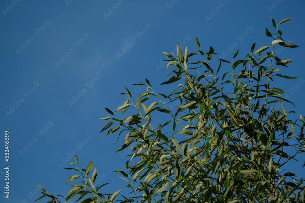 willow branch with green leaves against blue bright sky. Summer background. willow branch with green leaves against blue bright sky. Summer background.