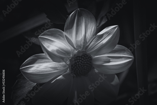 black and white monochrome, transparent sunlit dahlia flower