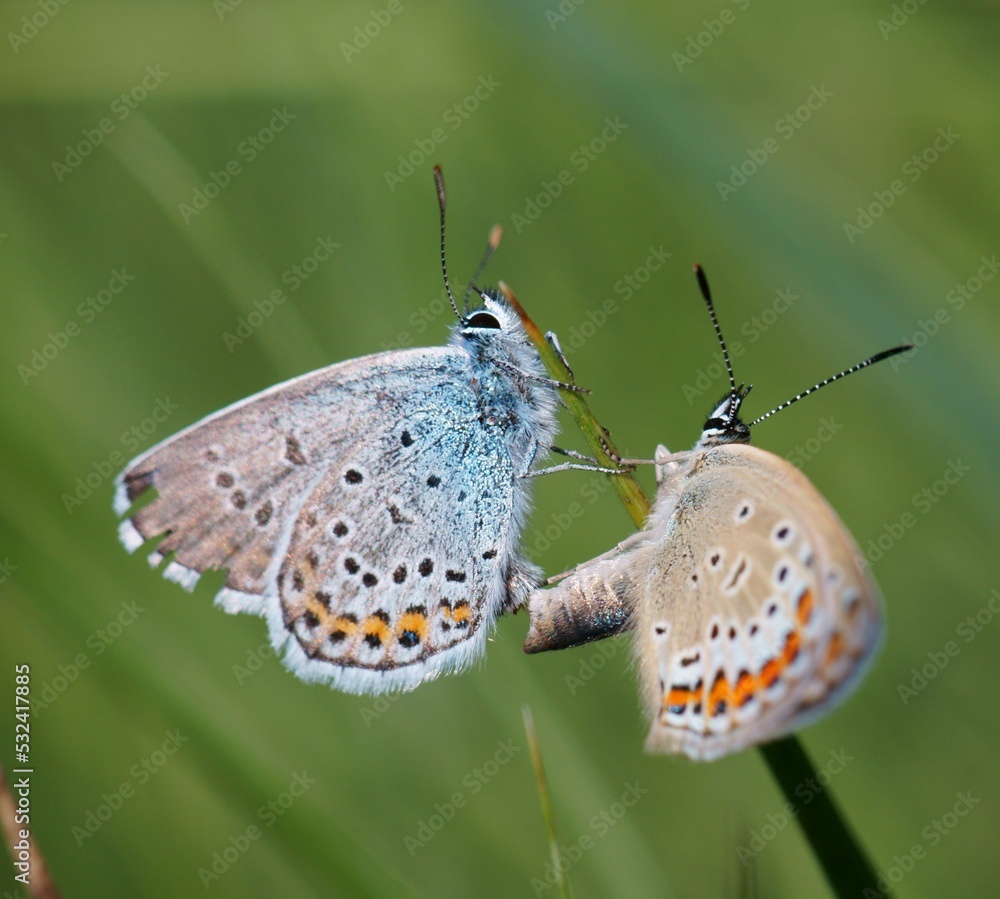 Obraz premium A close-up photo of a butterfly. Insects in nature.