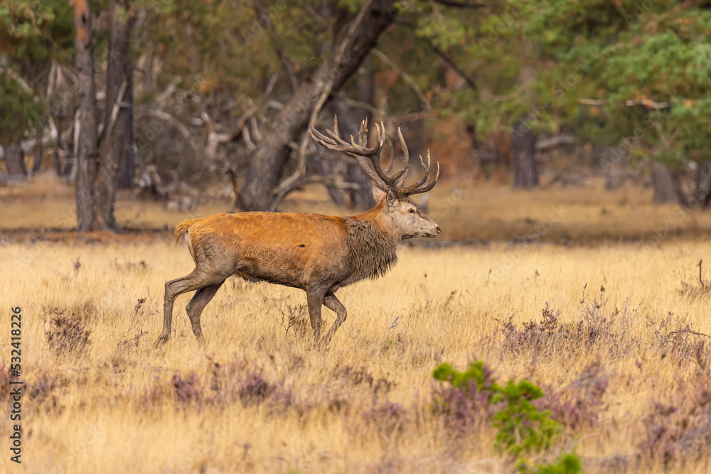 Fototapeta premium Deer, Red Deer. Mammals
