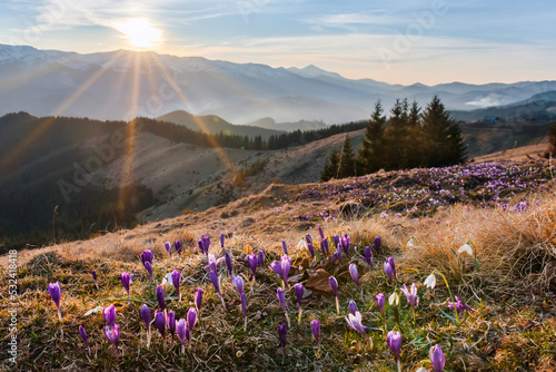 violet flowers on a snowy mountain background