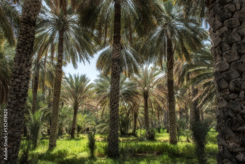 Date palm plantage in Oman.