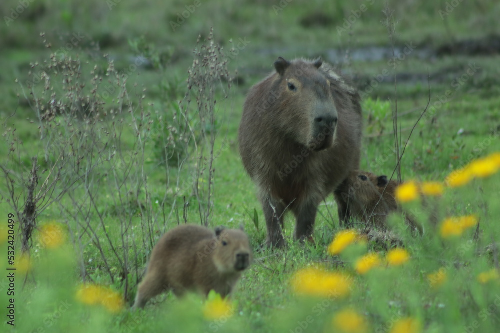 Fototapeta premium Carpinchos