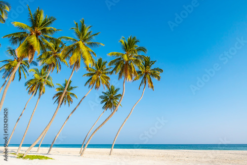 Fototapeta Naklejka Na Ścianę i Meble -  White sand beach with palmtrees in the south of Oman.