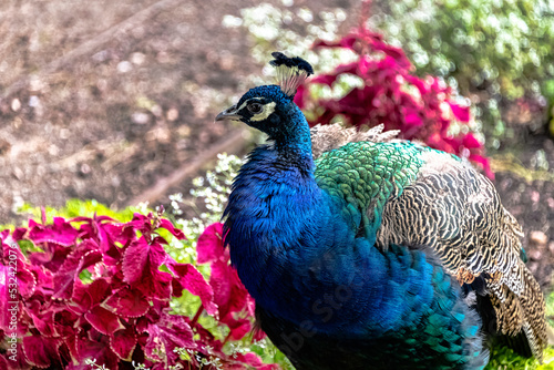 Indian peacock in Polish park - Warsaw, Poland