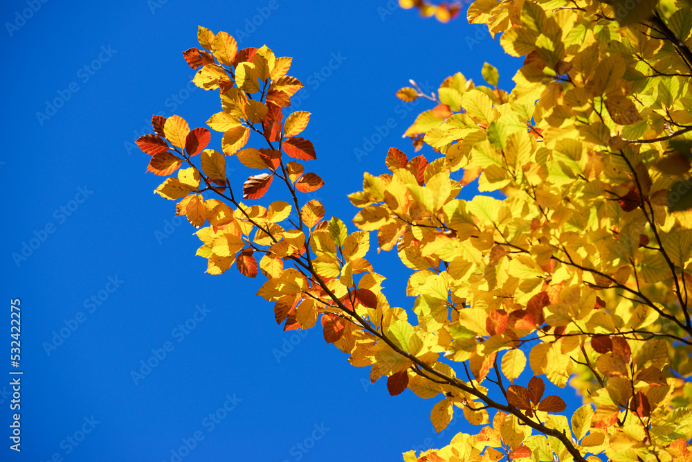 Obraz premium Autumn tree in the Pyrenees