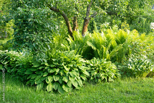 Lush green botanical garden, flowers and plants