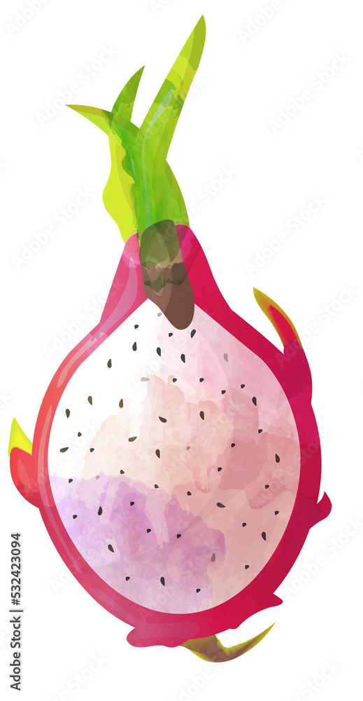Watercolour stylized dragon fruit cut in half. Watercolour stylized dragon fruit cut in half.