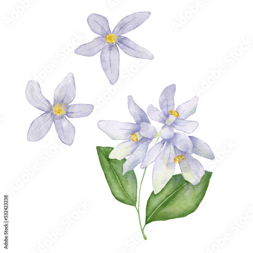 Branch of blue flowers illustration. Watercolor painting plant isolated on white background. Floral drawing