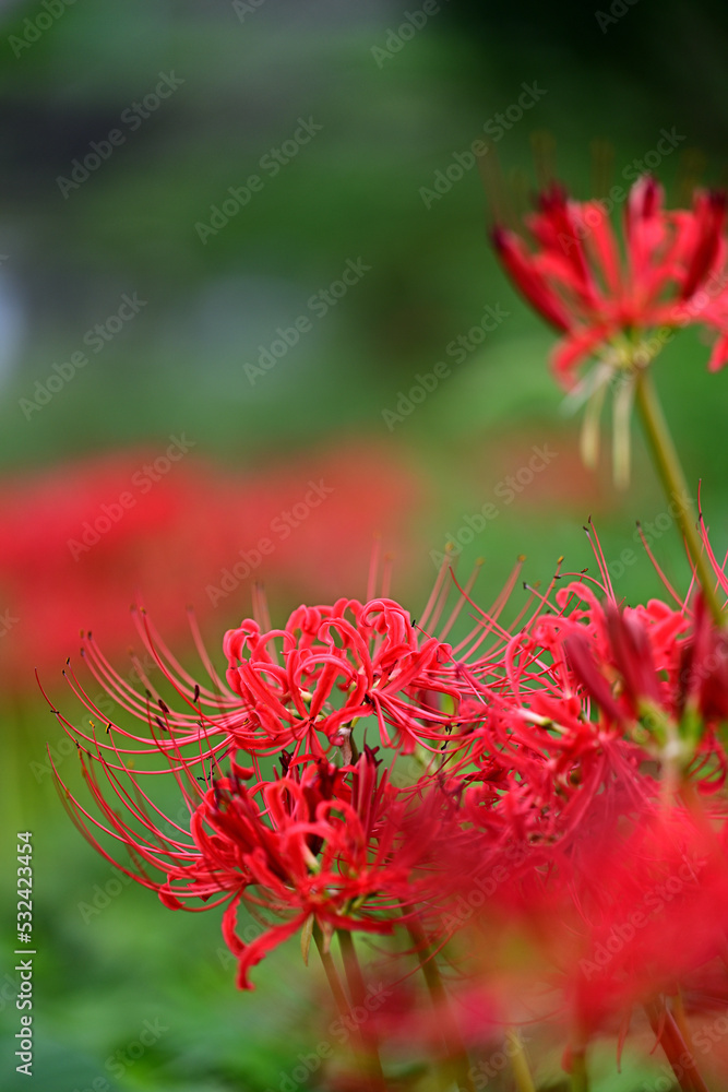 秋のお彼岸に咲く真っ赤な彼岸花