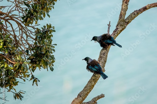Two male Tui birds sitting on the branch at Musick Point, Buklands Beach, Auckland, New Zealand