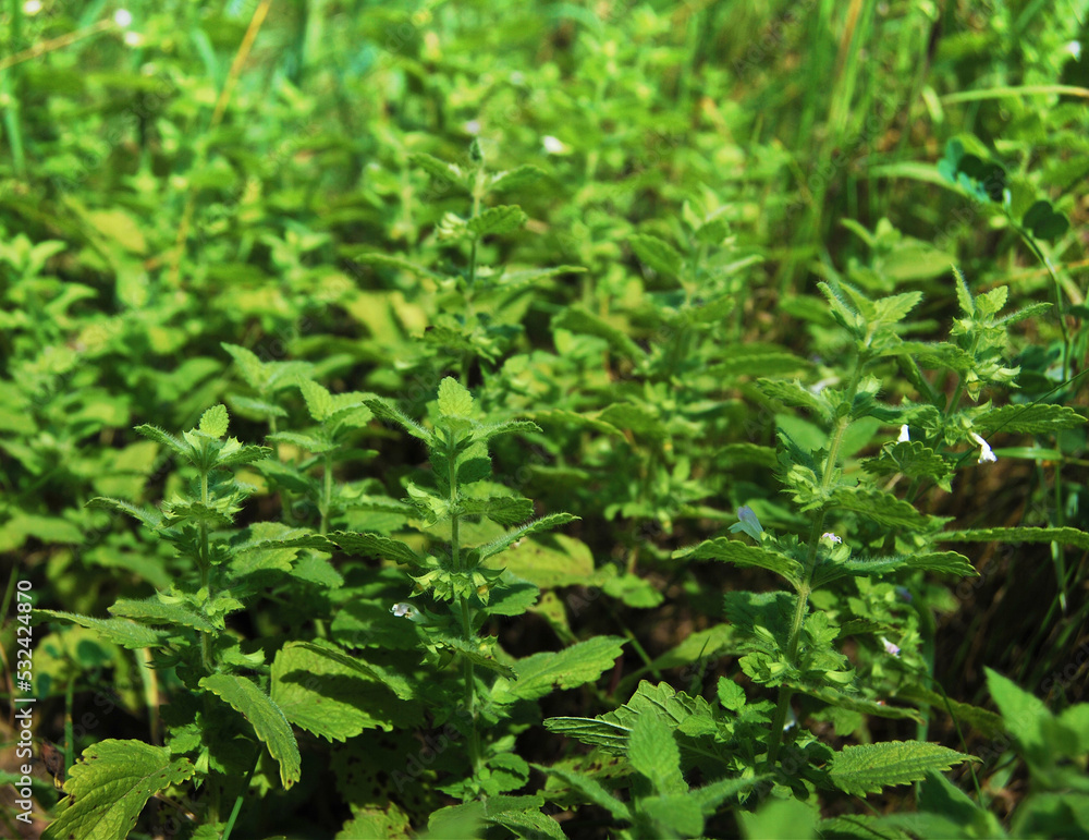 Lemon Balm plant close up, a bush of Melissa officinalis growing in the garden Lemon Balm plant close up, a bush of Melissa officinalis growing in the garden