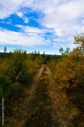 autumn landscape with a road © Marta
