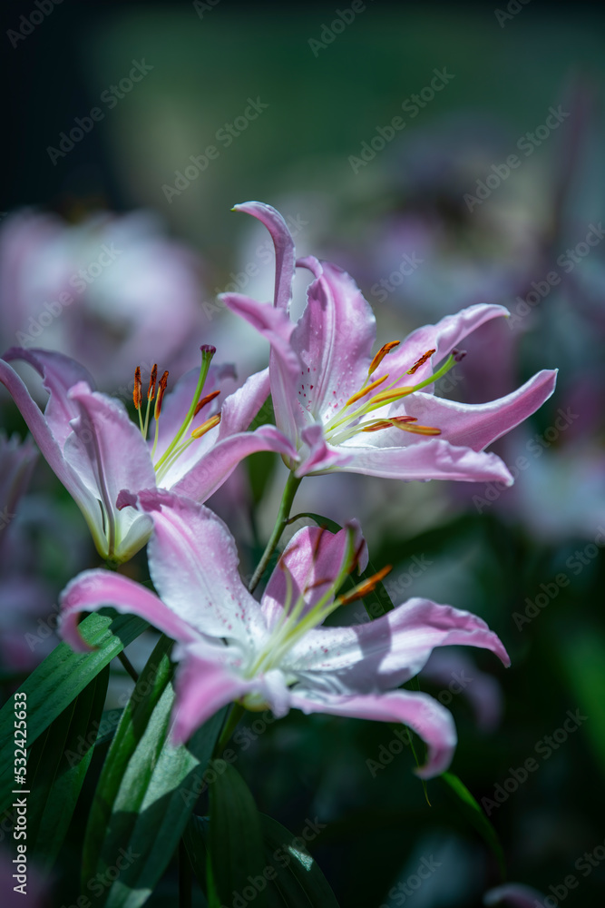 Fototapeta premium The softness and brightness of pink lilies. Blooming in a field of tulips in the garden with a blurred background and soft sunlight. For landscape flower posters, wallpaper or holiday cards. Spring fl