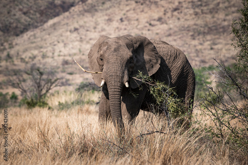 Elephant grazing in the Pilansberg nature reserve in South Africa