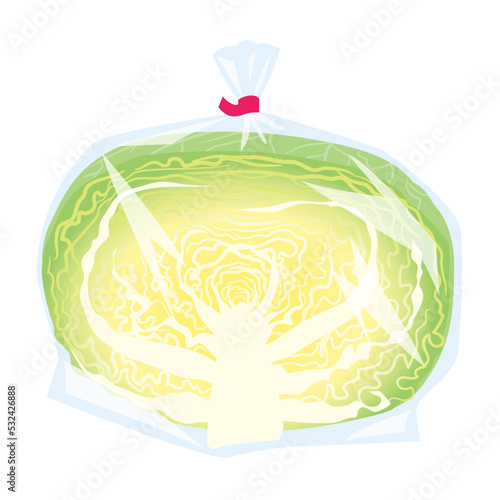 野菜イラスト　ビニール包装された半分のキャベツ.