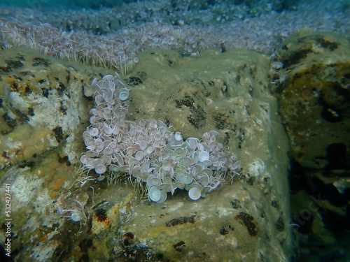 Green algae Acetabularia acetabulum undersea, Aegean Sea, Greece, Halkidiki photo