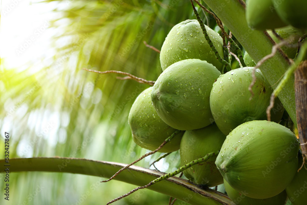 Fototapeta premium Young coconut fruits with water droplets on tree.