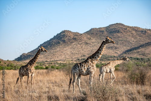 Three giraffes grazing in the Pilansberg nature reserve in South Africa