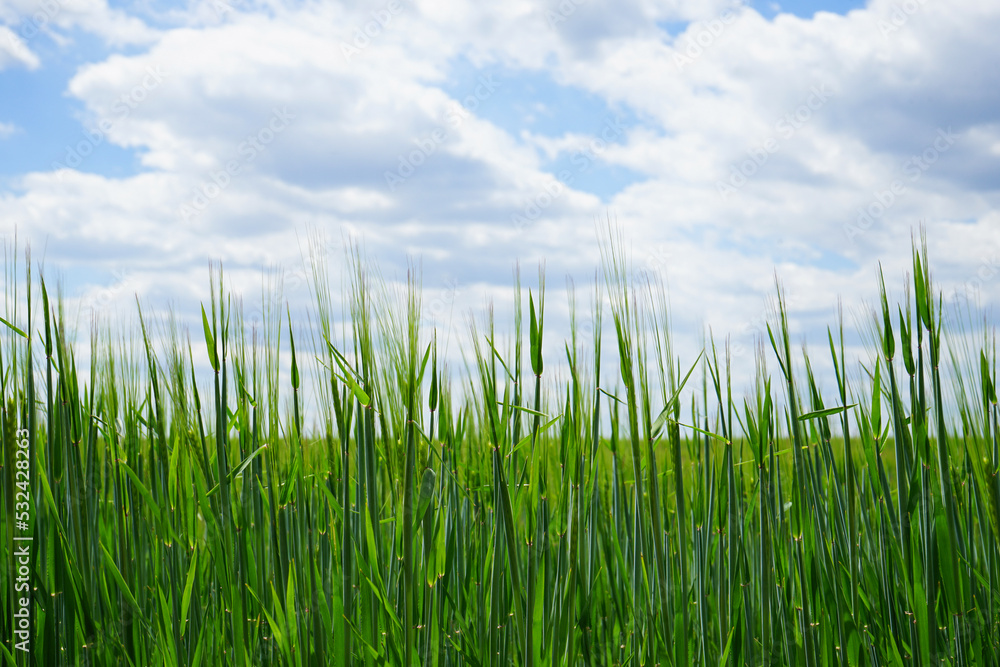 Agricultural field with young green wheat sprouts,  blue sky background.