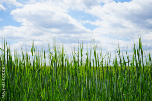 Agricultural field with young green wheat sprouts, blue sky background.
