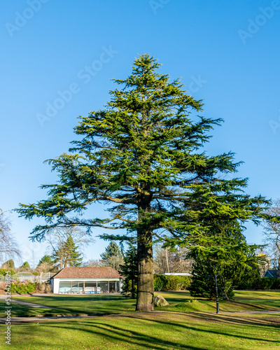 Atlas Cedar