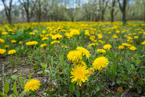 Blooming field of dandelion. Close -up