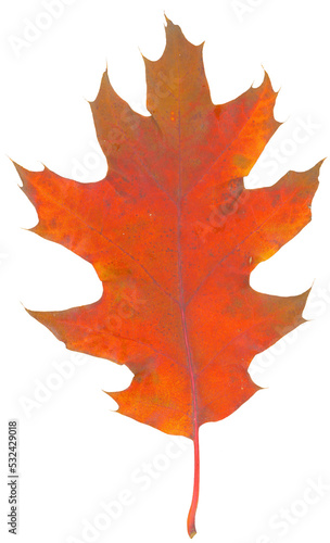 Fall orange brown oak leaf isolated flat photo