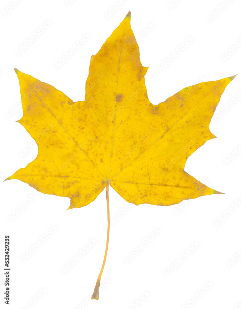 Fall yellow maple leaf close up isolated Fall yellow maple leaf close up isolated