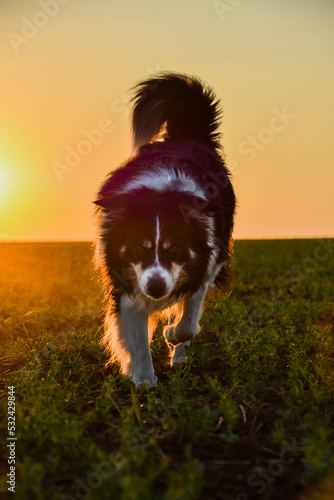 Border collie is running in the sunset. Amazing walk in the sun. Amazing evening with sun. © doda
