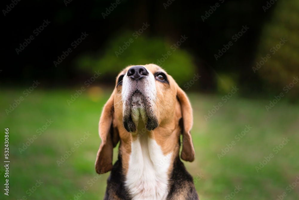beagle dog carefully looks at nature in summer, close up
