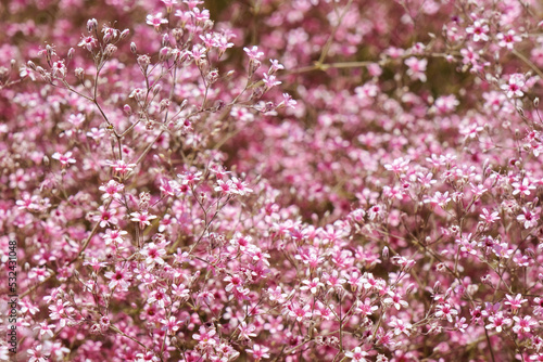 Blooming Pink Rhododendron Azalea flowers.Pelargonium geranium group bright cerise pink flowers.Selective  focus