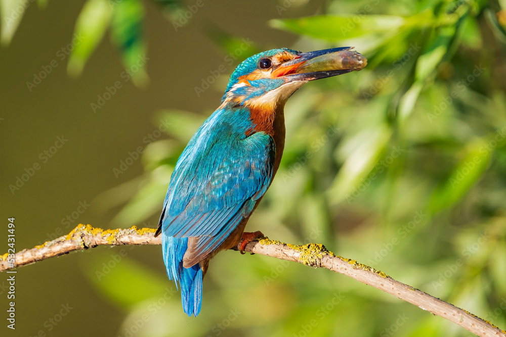 The common kingfisher (Alcedo atthis), also known as the Eurasian kingfisher and river kingfisher, is a small kingfisher. The common kingfisher (Alcedo atthis), also known as the Eurasian kingfisher and river kingfisher, is a small kingfisher.