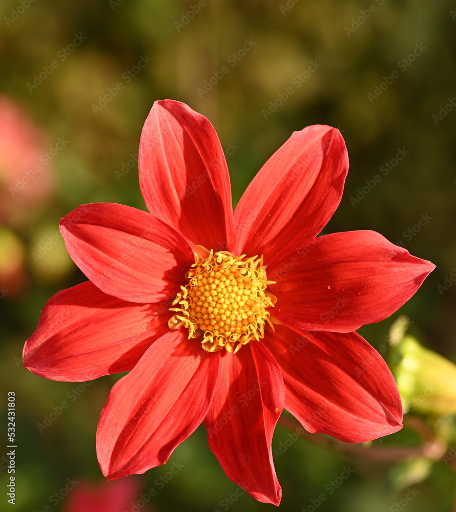 Beautiful close-up of a single-flowered dahlia Beautiful close-up of a single-flowered dahlia