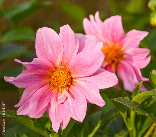 Beautiful close-up of a pink dahlia