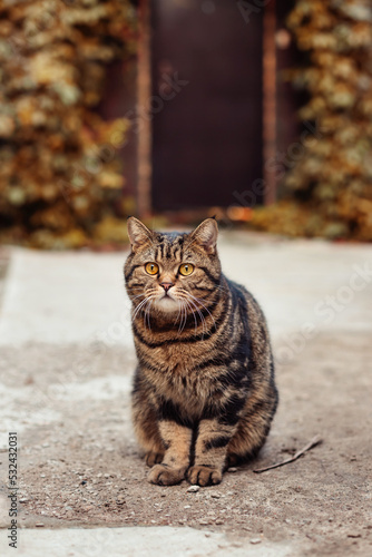 Striped cat with yellow eyes