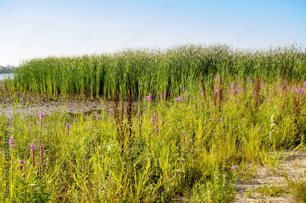 Water Reed Butimus Typha latifolia, Nuphar lutea and Butomus umbellatus in the water of ...