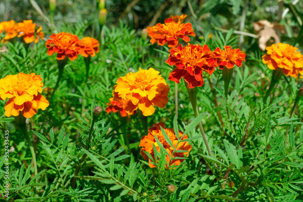 Close up of beautiful Marigold flower (Tagetes erecta, Mexican, Aztec or .French marigolds backgroundAfrican marigold) in the garden