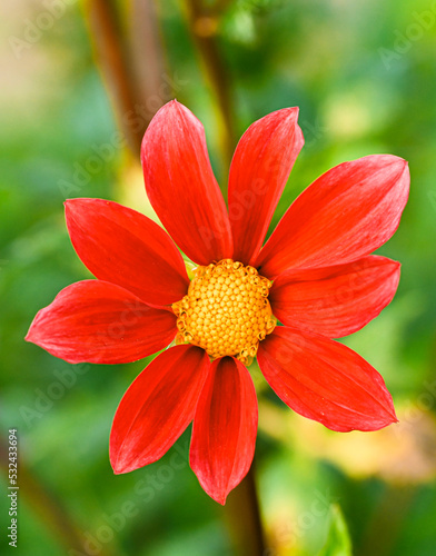 Beautiful close-up of a decorative dahlia