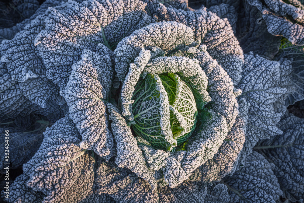 frosted savoy cabbage in the garden - obrazy, fototapety, plakaty 