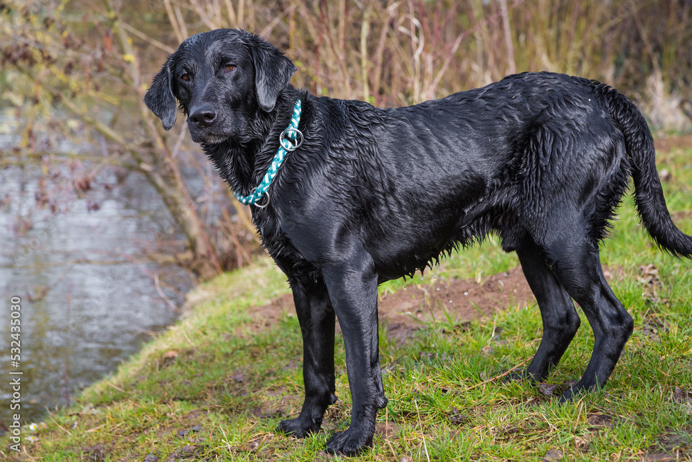black labrador mix waiting for toy black labrador mix waiting for toy