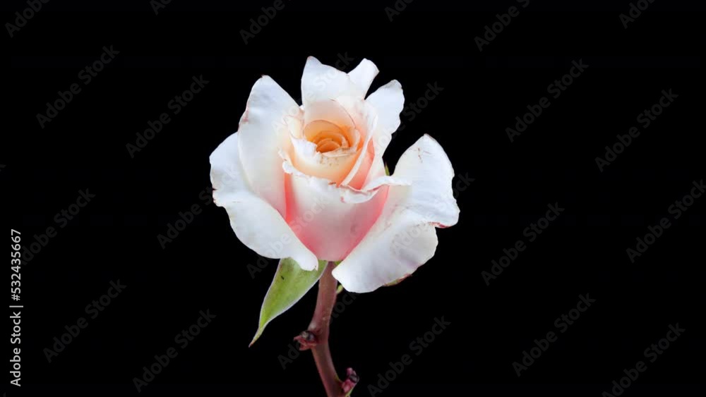Beautiful opening pink rose on black background. Petals of Blooming pink rose flower open, time lapse, close-up. Holiday, love, birthday design backdrop. Bud closeup. Macro. 4K, video timelapse Beautiful opening pink rose on black background. Petals of Blooming pink rose flower open, time lapse, close-up. Holiday, love, birthday design backdrop. Bud closeup. Macro. 4K, video timelapse