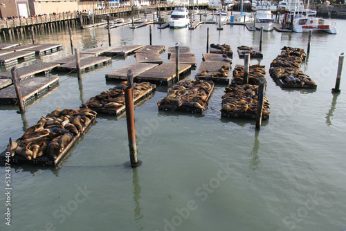 Sea lions sleeping outdoors at Forbes Island Pier 39 in San Francisco, United States. Along with sea lions, they make up the family of the Otariidae (scientific name: Otariidae). photo